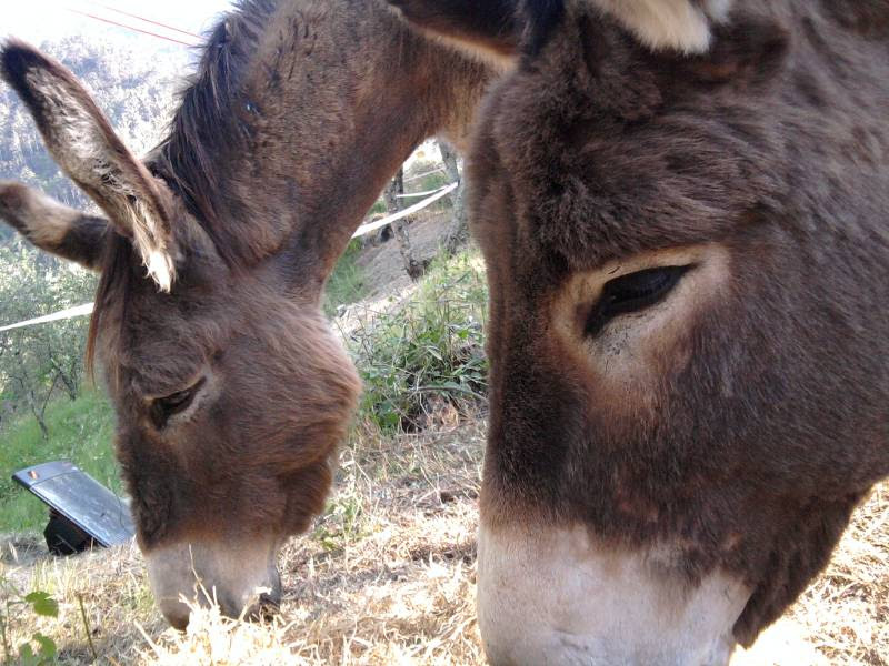 Ercolino-Mira 01.jpg